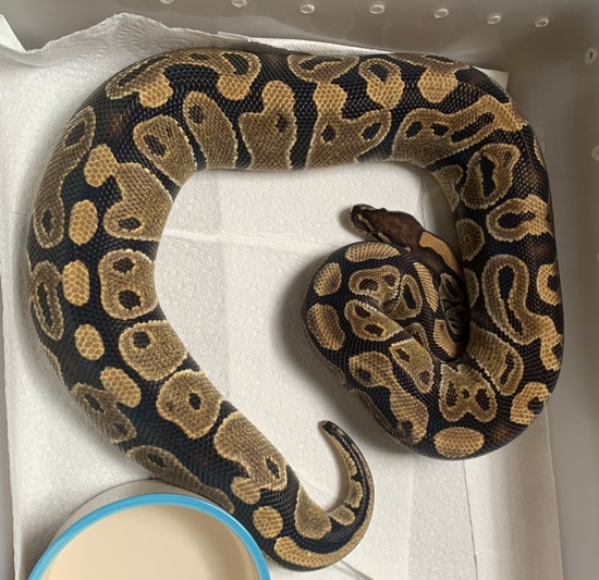 Normal Ball Python by MobTown Reptiles