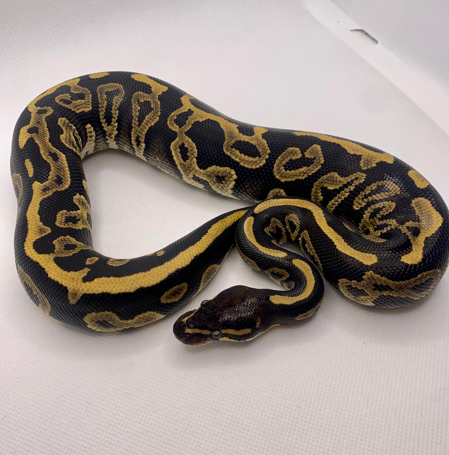 Phantom Leopard Ball Python by MobTown Reptiles - MorphMarket