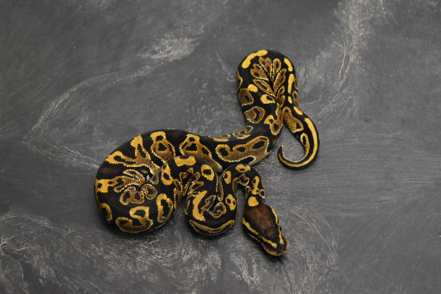Blitz Het Hypo Ball Python by Oregon Exotic Balls - MorphMarket