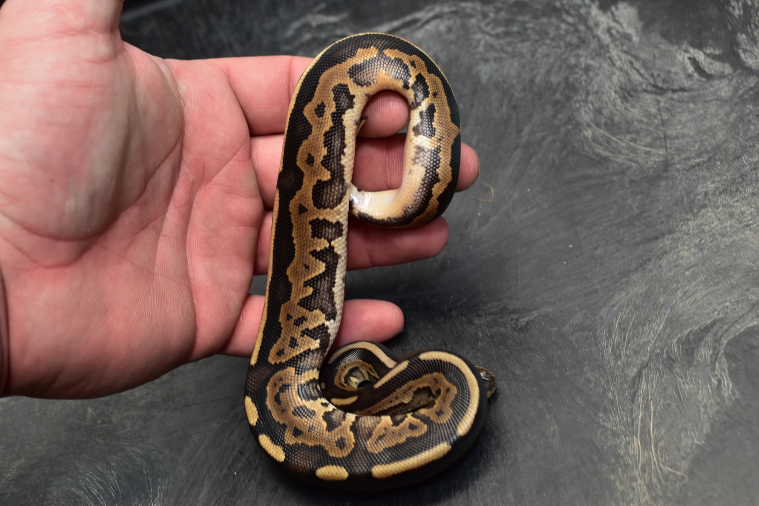 Black Pastel Leopard Spark Or Gravel Ball Python by Oregon Exotic Balls ...