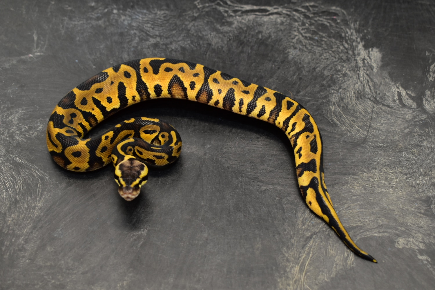 Pastel Leopard Spark Or Gravel Ball Python by Oregon Exotic Balls ...