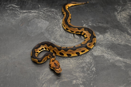Leopard Clown Het Dg Probable Arroyo Ball Python by OEB / Sarges Serpents