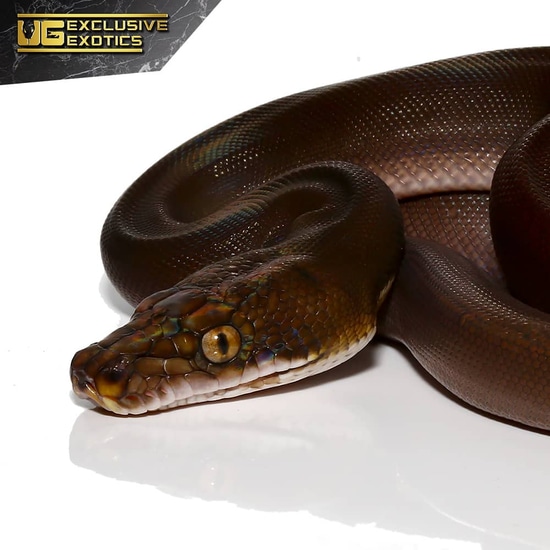 Phantom Golden Child Reticulated Python by Underground Reptiles