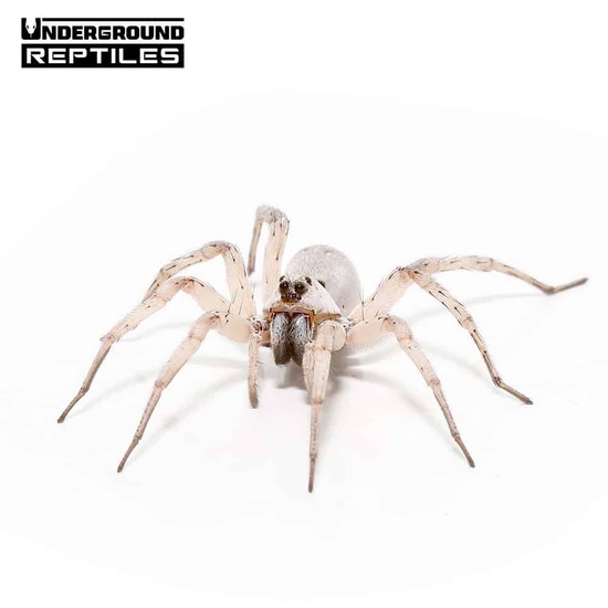 White Wolf Spider True Spider by Underground Reptiles