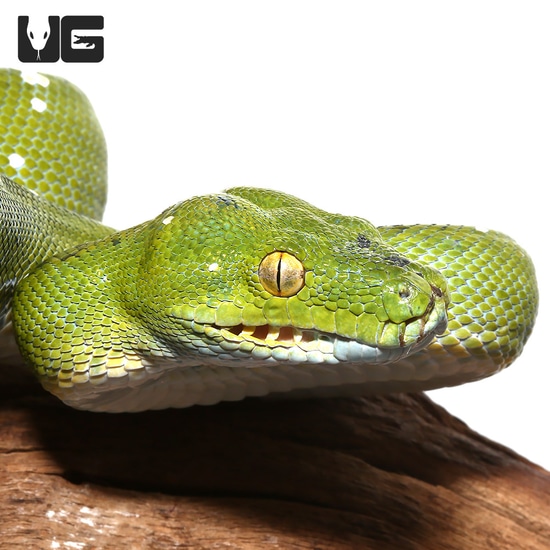 Aru Green Tree Python by Underground Reptiles