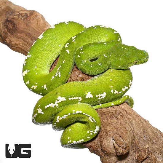Aru Green Tree Python by Underground Reptiles