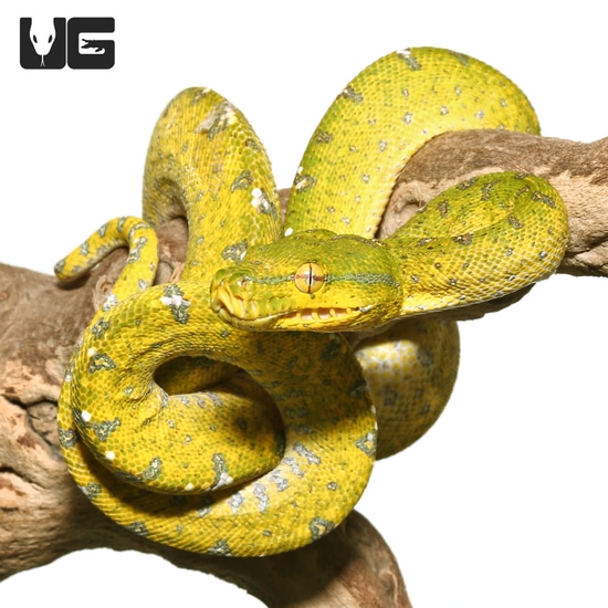 Aru Green Tree Python by Underground Reptiles