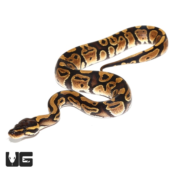 Normal Het Pied Ball Python by Underground Reptiles