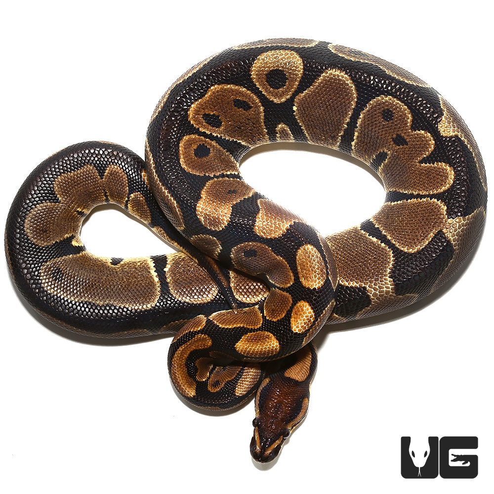 Scaleless Head Het Albino Ball Python by Underground Reptiles - MorphMarket