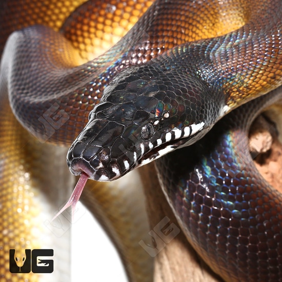 D’Alberts White Lipped Python White-Lipped Python by Underground Reptiles