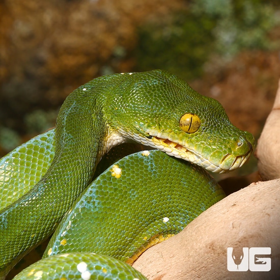 Jayapura Green Tree Python by Underground Reptiles