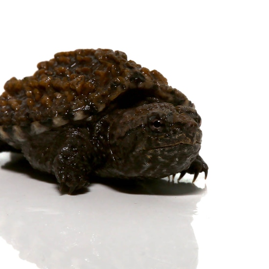 Florida Snapping Turtle by Underground Reptiles