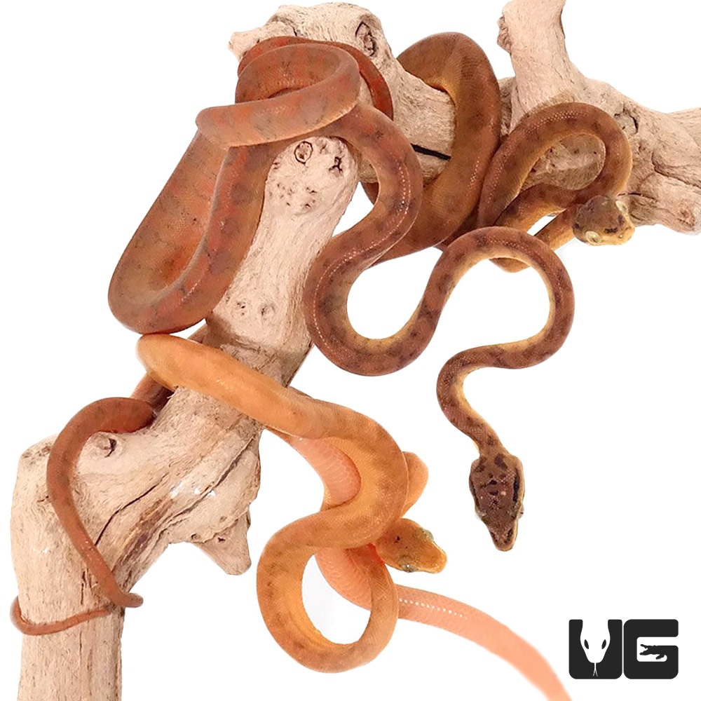 Colored Amazon Tree Boa by Underground Reptiles MorphMarket