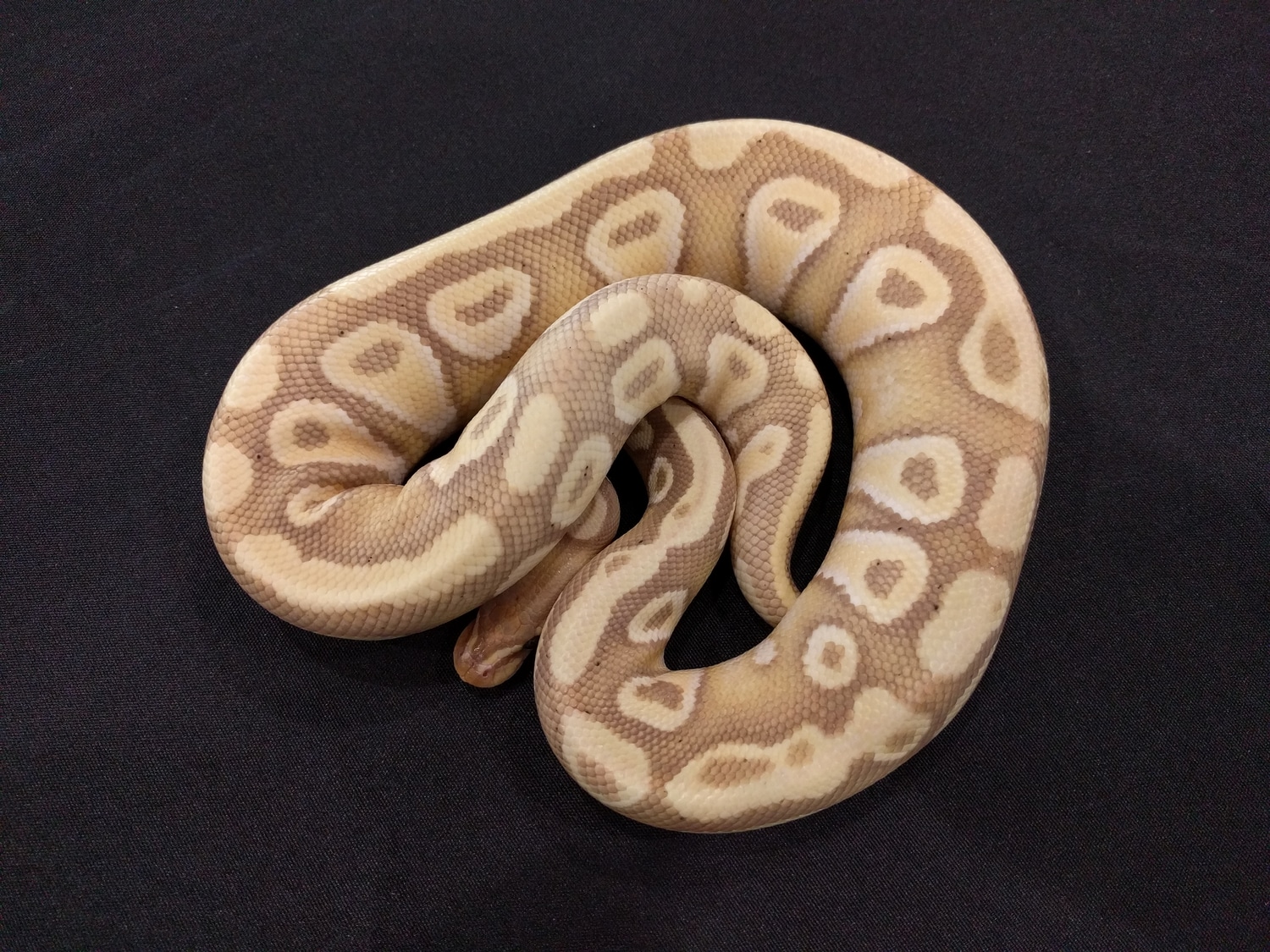 Banana Mojave Pastel Ball Python by Uintah Reptile - MorphMarket