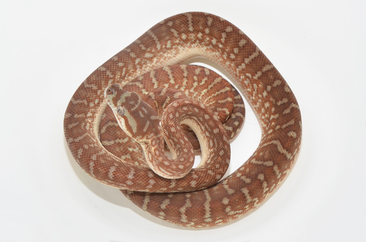 Hypo Stonewashed Bredl's Python Centralian Carpet Python by UK Pythons