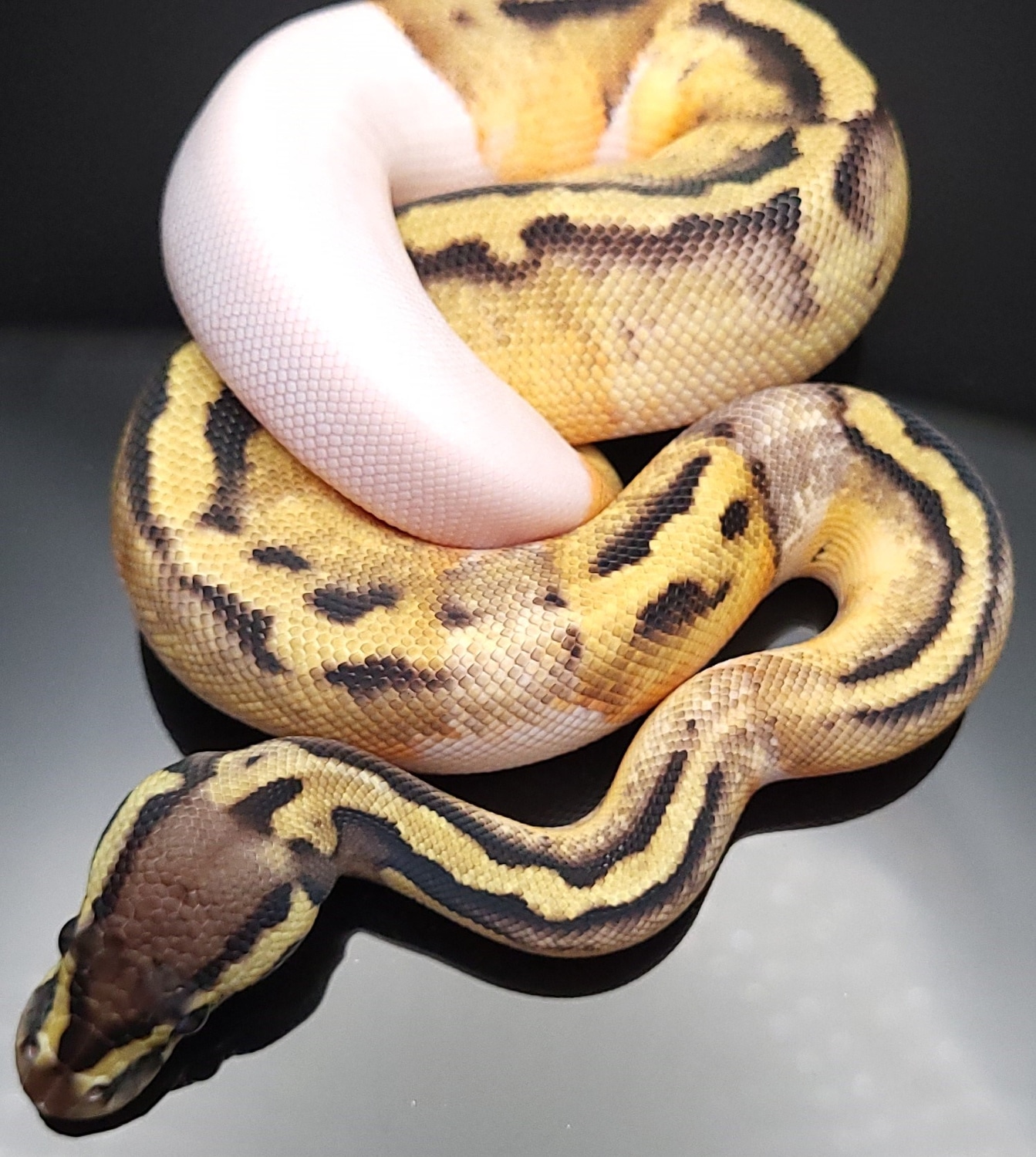 Pastel Pied Ball Python by Regius Sphera Pythons - MorphMarket