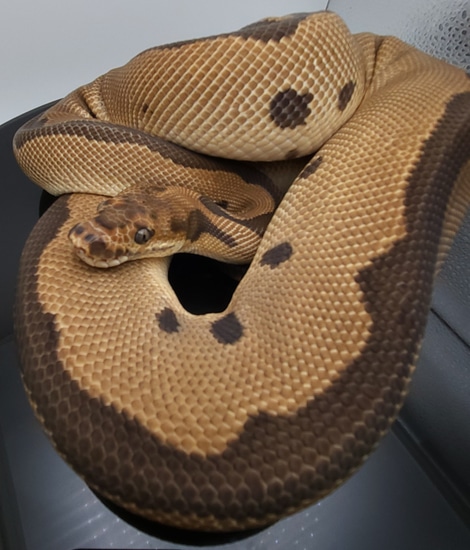 Leopard, Blade, Clown Proven Breeder Ball Python by Maybach Luxury Pythons