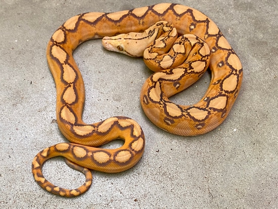 Mochino Sunfire Female Reticulated Python by Pets-A-Plenty: The ...