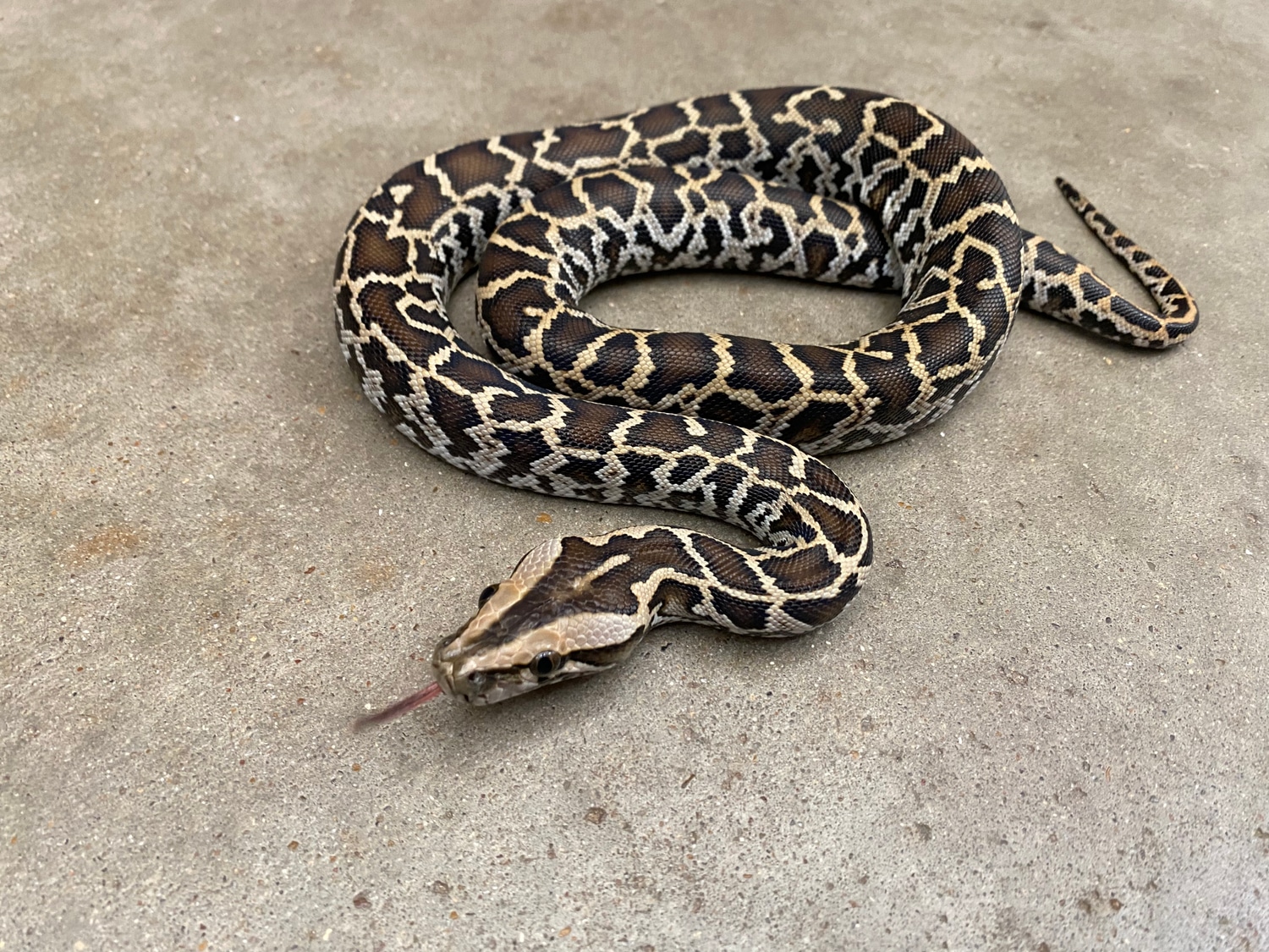 Normal 100% Het Granite Burmese Python by Pets-A-Plenty: The Ultimate ...