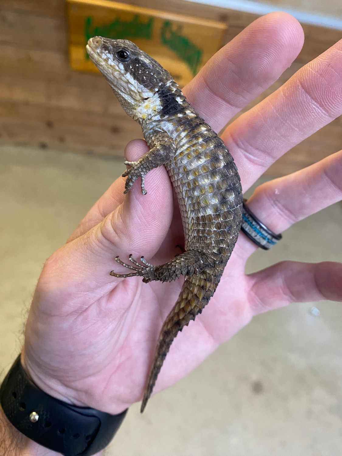LTC Forest Armadillo Lizard More Lizard by PetsAPlenty The Ultimate