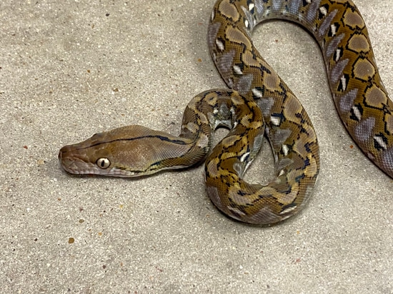 75% Kalatoa Superdwarf Reticulated Python by Pets-A-Plenty: The ...