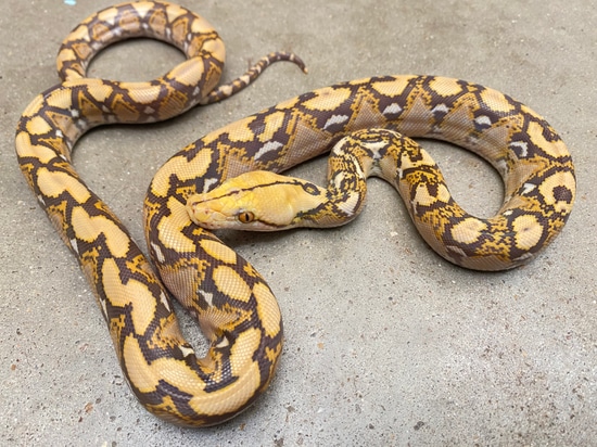 Mochino Reticulated Python by Pets-A-Plenty: The Ultimate Reptile Shop