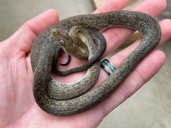 Macklot’s Macklot's Python by Pets-A-Plenty: The Ultimate Reptile Shop