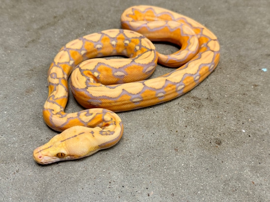 Purple Sunfire Reticulated Python by Pets-A-Plenty: The Ultimate ...