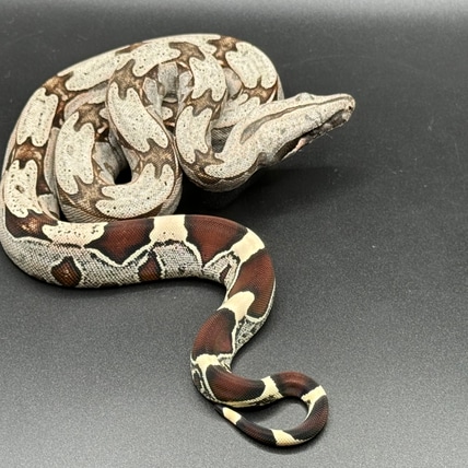 Sale! USCBB Suriname True Red-Tailed Boa Constrictor