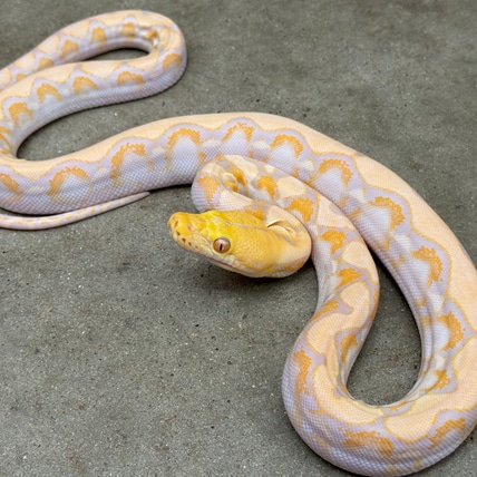 Albino 66% Het Pied Reticulated Python