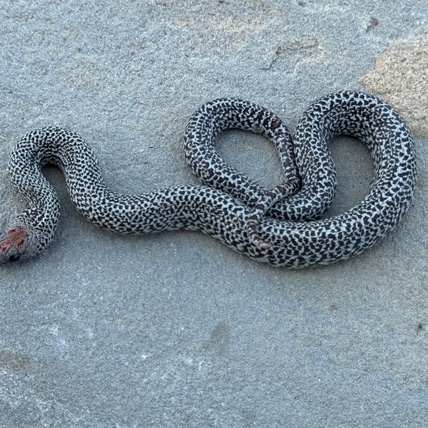 Ultragranite San Luis Potosi Kingsnake
