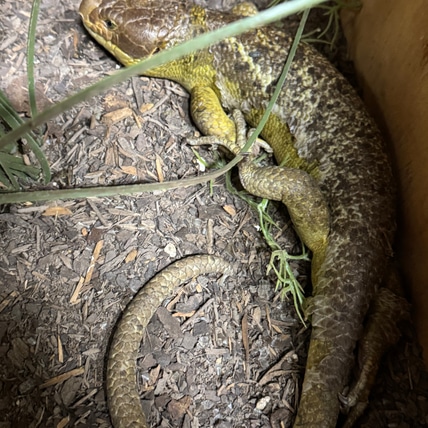 Proven Producers With Babies Monkey-Tailed Skink