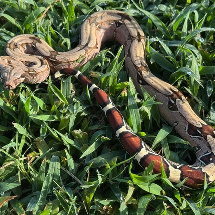 Messenbaugh Line True Red-Tailed Boa Constrictor