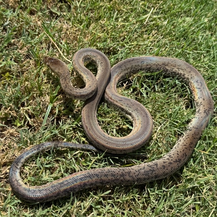 Late ‘23 Macklots Macklot's Python