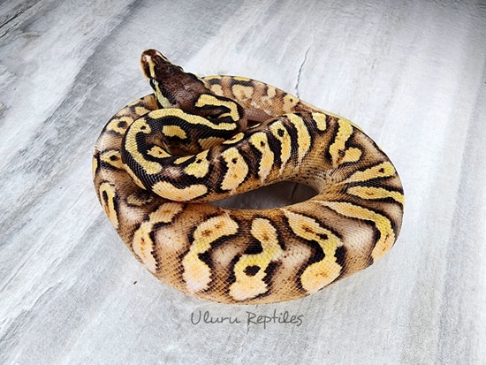 Enchi Calico Pastel Ball Python by Uluru Reptiles
