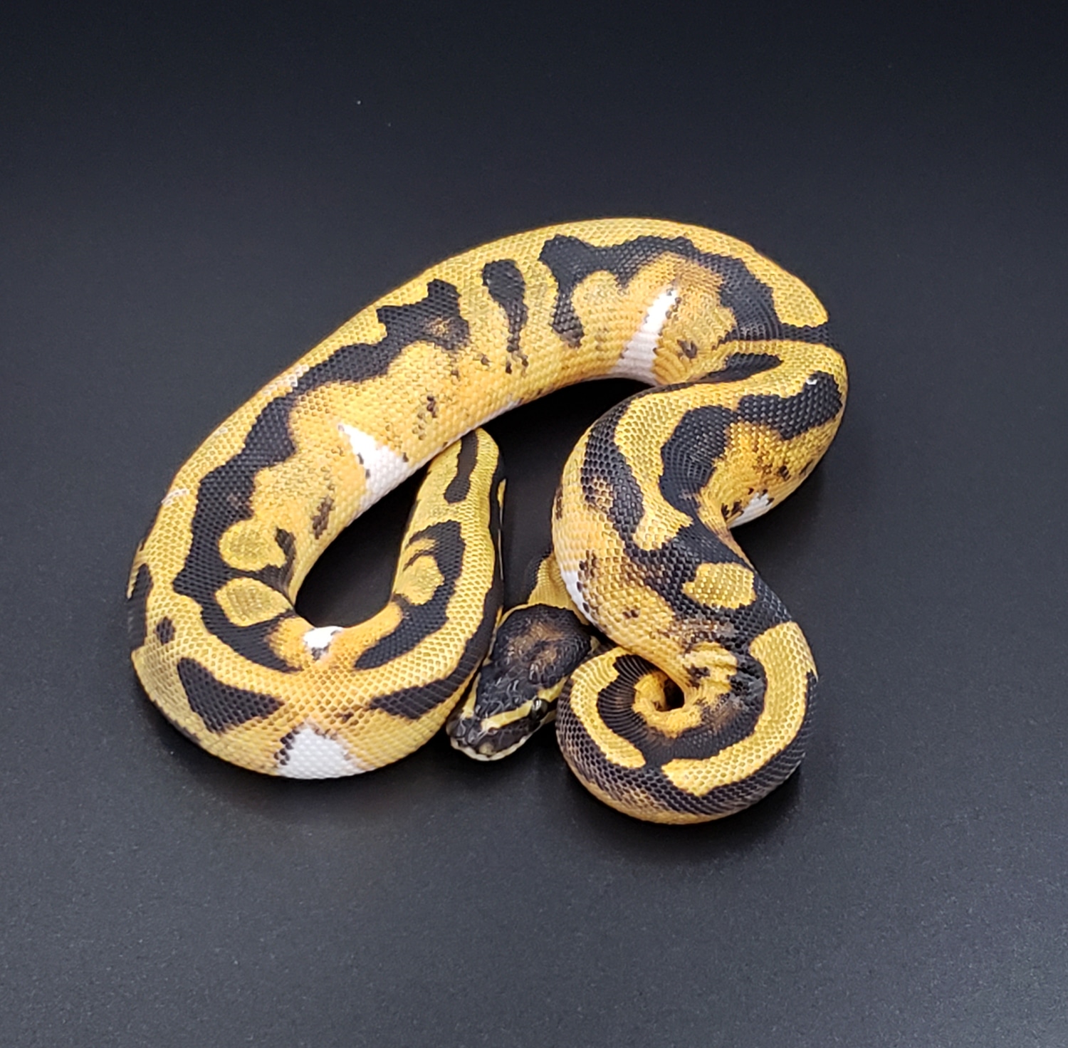 Orange Dream Pied Ball Python by Unbelievaballs - MorphMarket