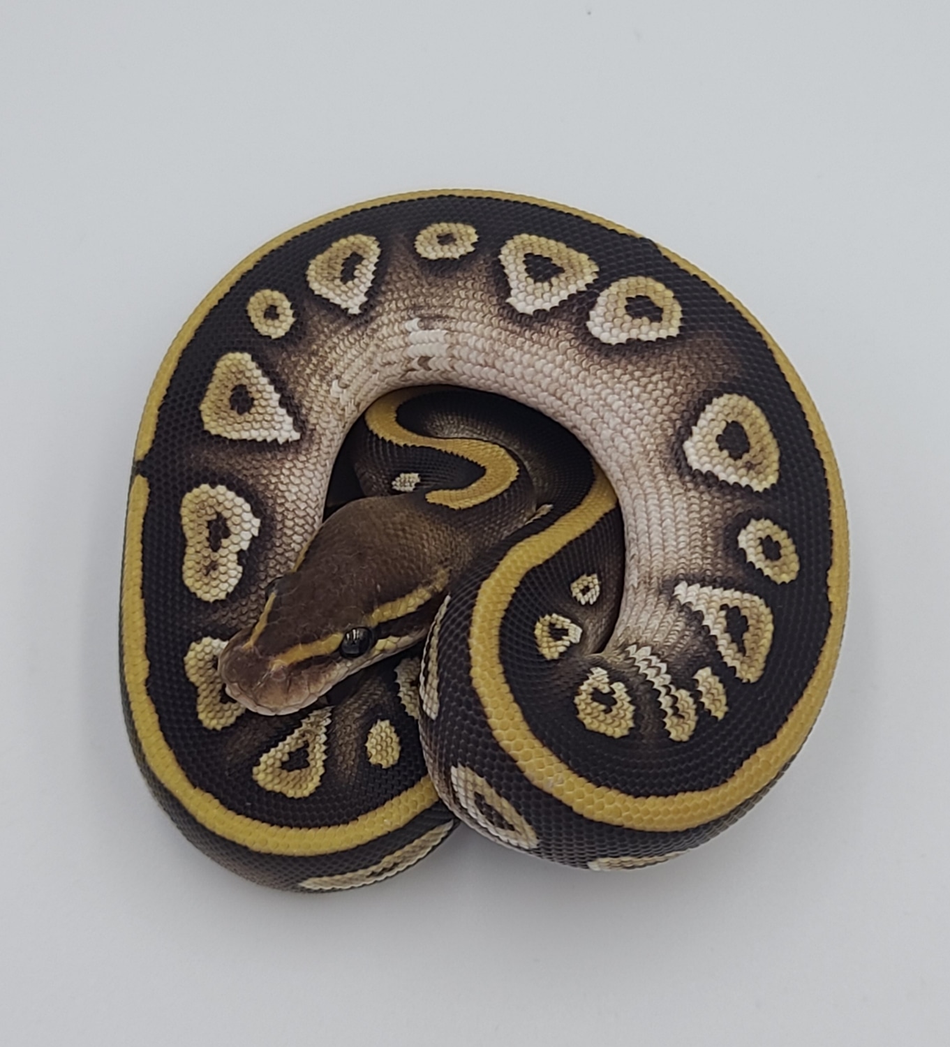 Mojave Mahogany Ball Python by Unbelievaballs - MorphMarket