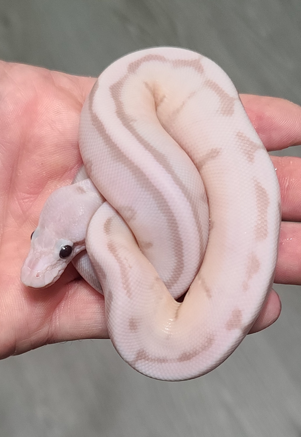 Paste Banana Gstripe VPI Axanthic Ball Python by Unbelievaballs