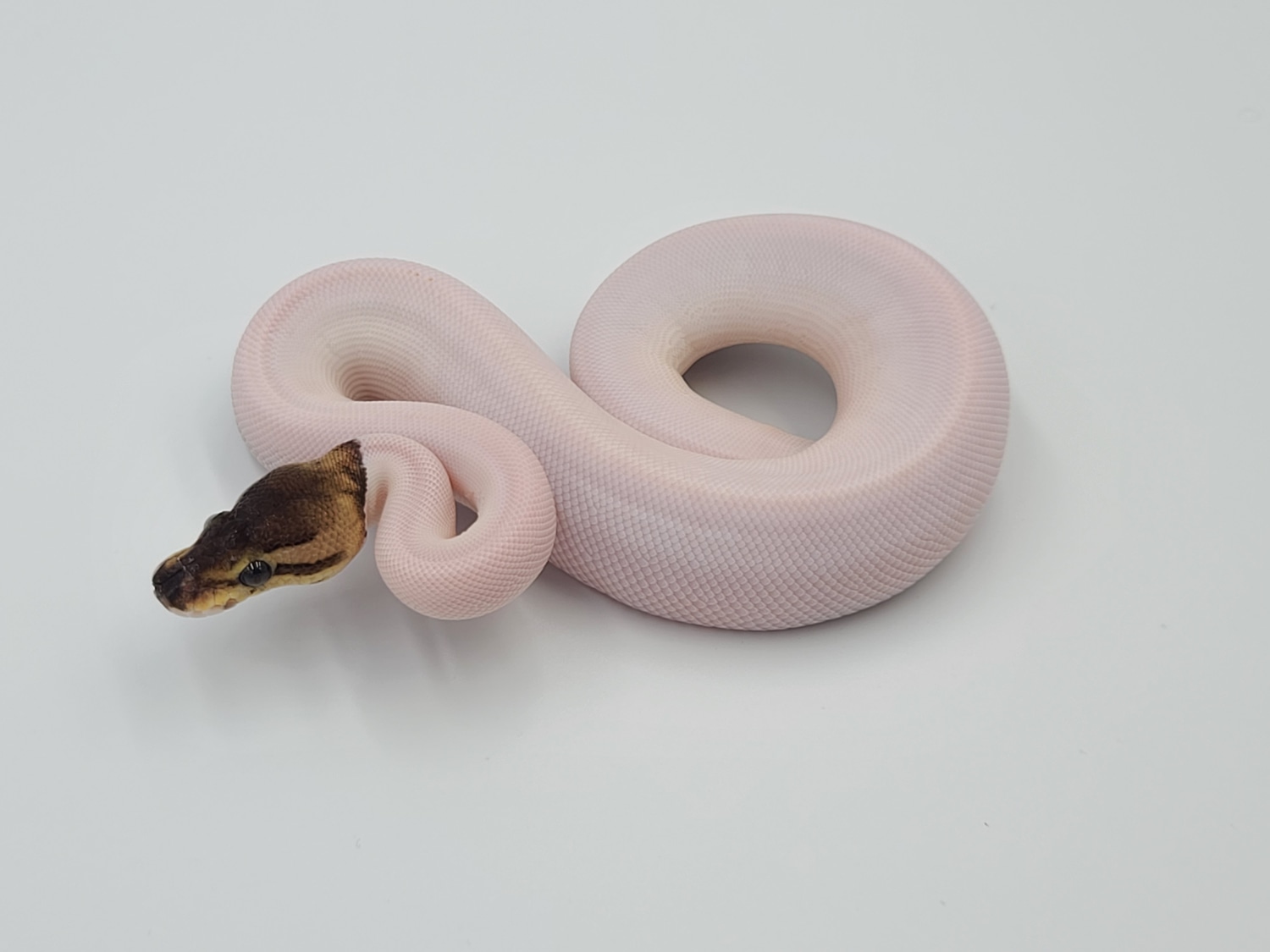 Cinnamon Pied Ball Python by Unbelievaballs - MorphMarket