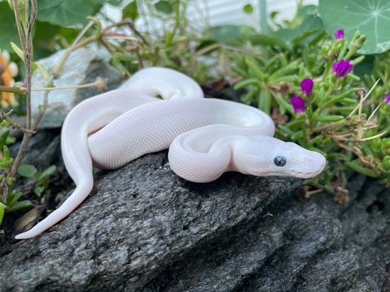 Blue Eyed Lucy Ball Python by Uncle Tony's Reptile Shack
