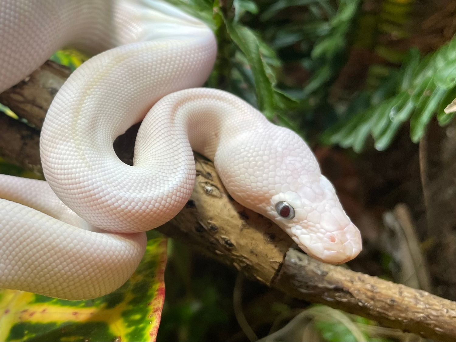 Blue Eyed Lucy Ball Python by Uncle Tony's Reptile Shack - MorphMarket