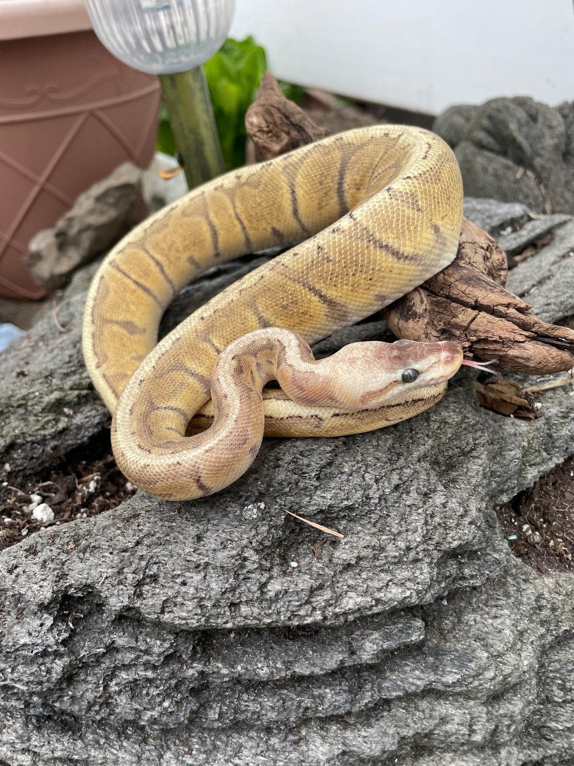 GHI Pastel Lesser Pinstripe Ball Python by Uncle Tony's Reptile Shack ...
