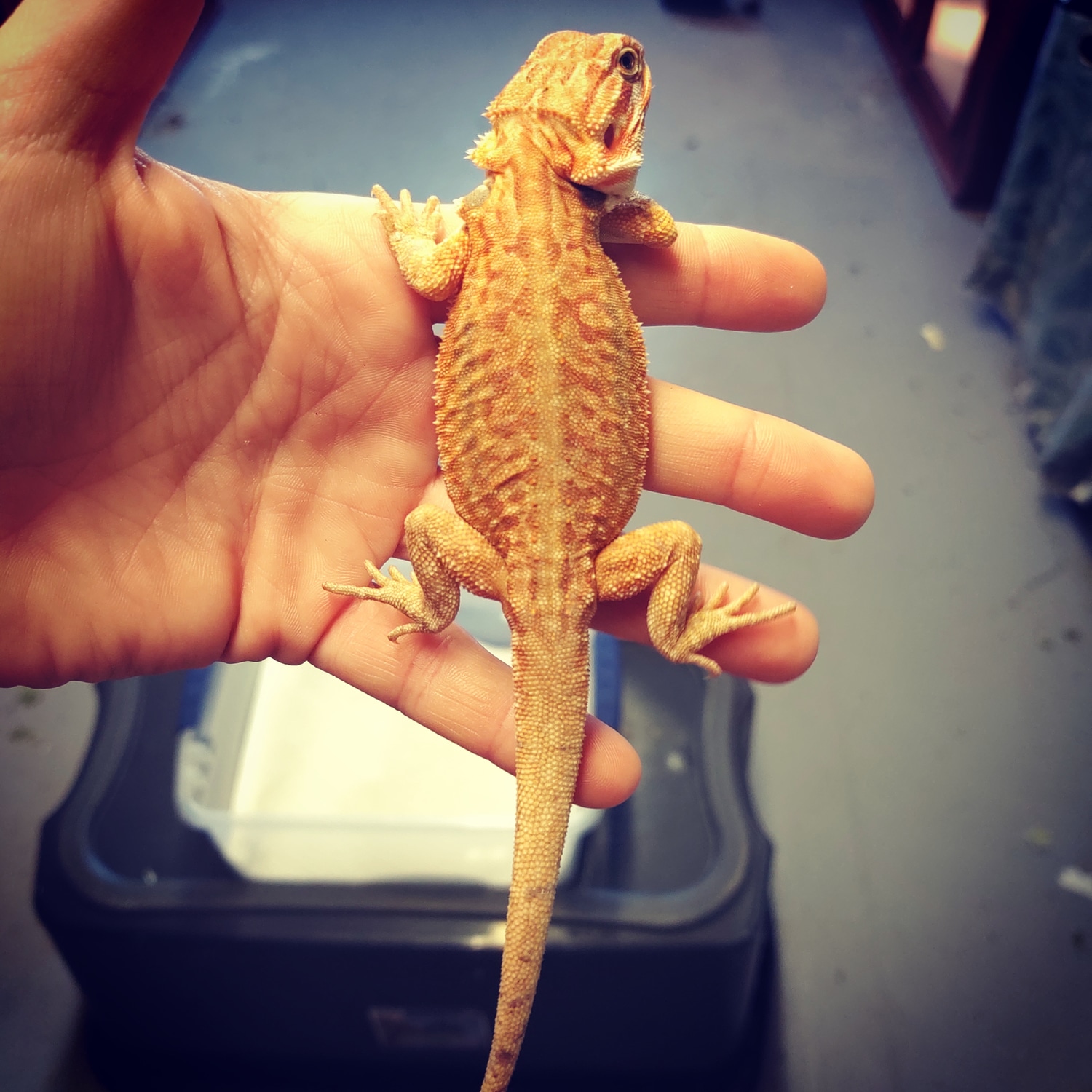 Leatherback Tangerine/orange Hypo Dunner Het Trans Central Bearded