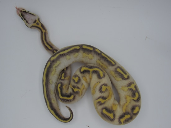 Pastel Highway Ball Python by United Reptiles
