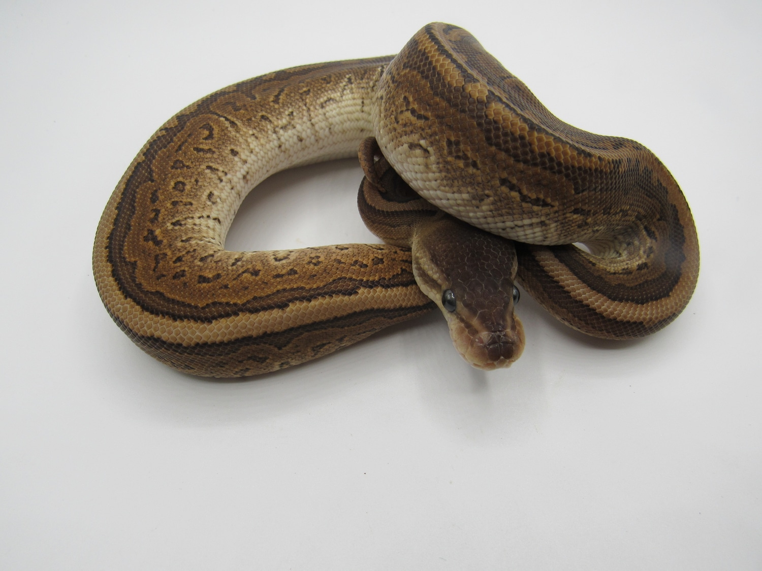 Cinnamon Pinstripe Ball Python by United Reptiles - MorphMarket