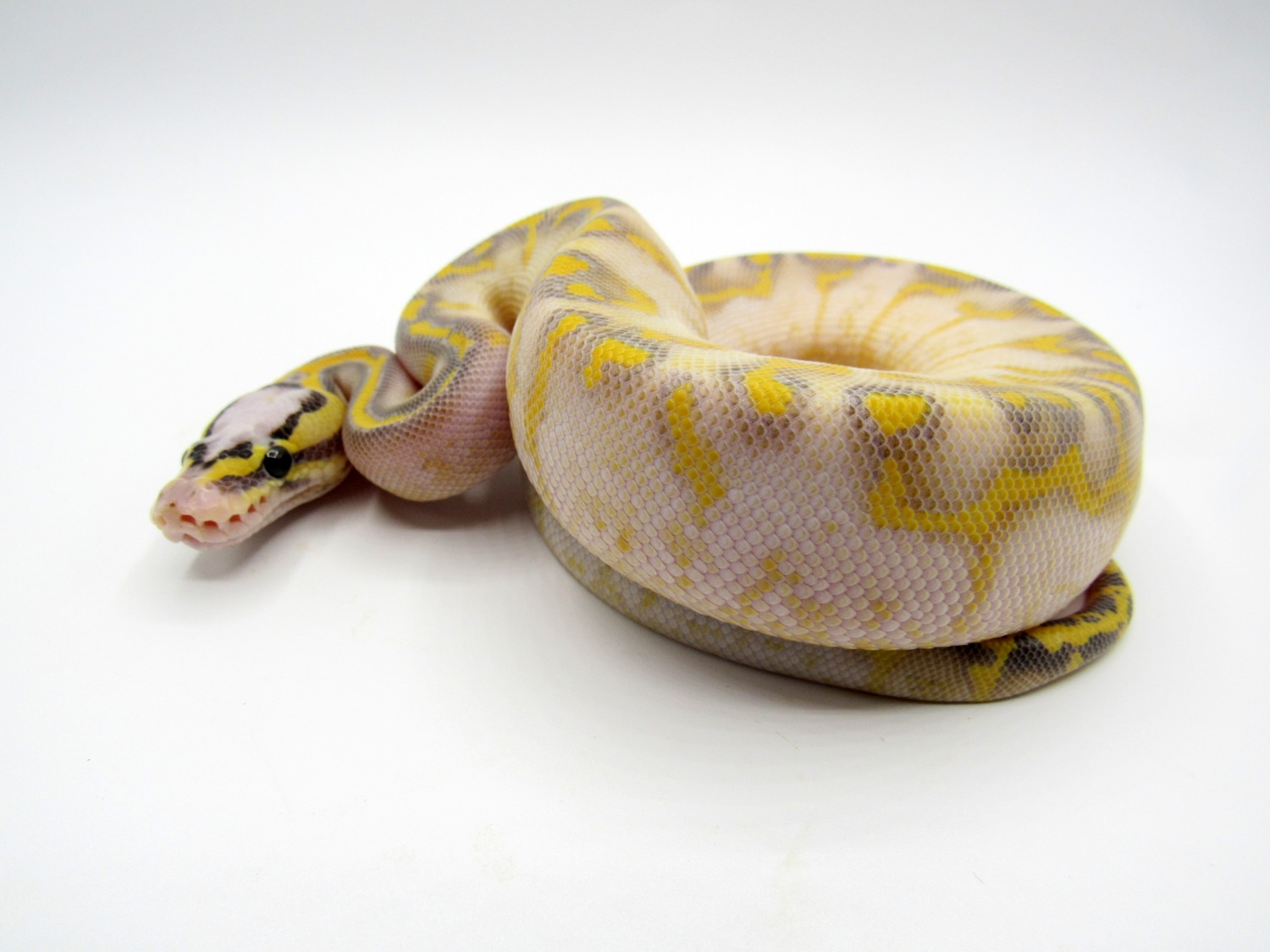Super Pastel Enchi Highway Ball Python by United Reptiles MorphMarket