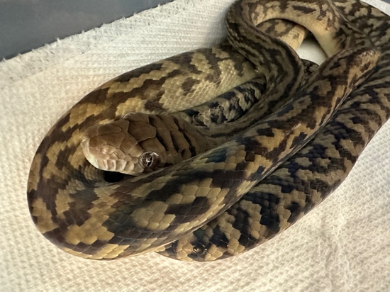 Young Scrub Python by United Reptiles