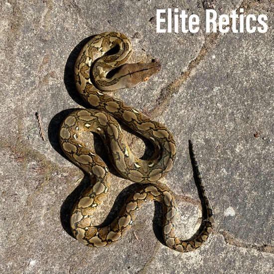Normal Reticulated Python Ph Gs by Elite Retics