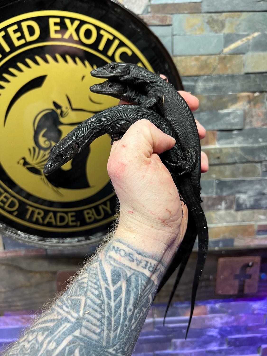 Black Dragons Water Monitor by Unlimited Exotic Pets MorphMarket