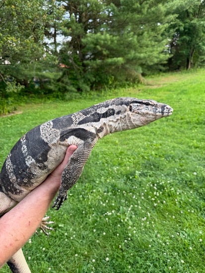 PROVEN Javan Axanthic Water Monitor by Unlimited Exotics